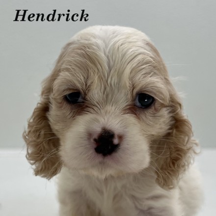 puppy, for, sale, Cockalier, Joe & Cherri  Overlease, dog, breeder, Miller, MO, dog-breeder, puppy-for-sale, forsale, nearby, find, puppyfind, locator, puppylocator, aca